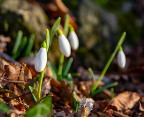 Birth germination of the first snowdrops.