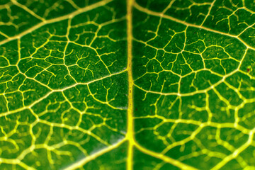 green leaf texture