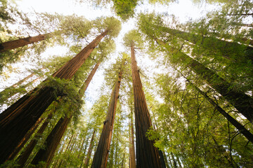 Towering Redwoods