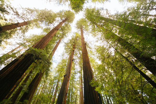 Towering Redwoods - Powered by Adobe