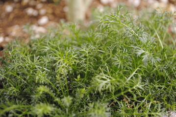 Roman chamomile seedling (proper name Chamaemelum nobile). An evergreen bush with medicinal flowers that can be used in many ways, including as a lawn replacement or ground cover.