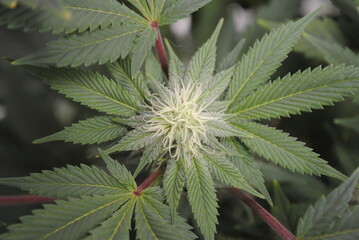 Medicinal cannabis indica/sativa hybrid plant in early flower stage- pistils and trichomes are...
