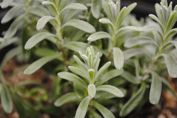 Lady lavender, English lavender seedling started from seed (proper name Lavandula angustifolia)