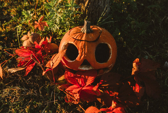 A scary diy pumpkin in a graden