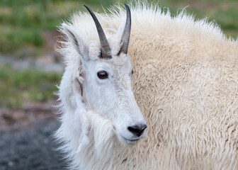 Wild Mountain Goats of the Colorado Rocky Mountains