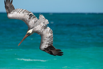 pelican in flight