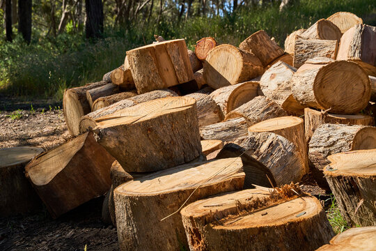 Tree logs ready to be split for firewood