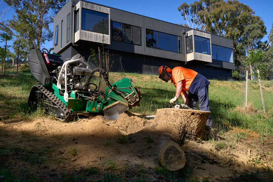 Man cutting large tree stump with chainsaw