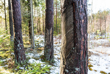 Fototapete bei efototapeten.de bestellen   