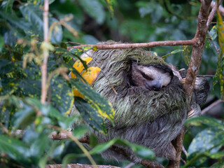 Sloth sleeping like usual