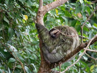Fototapeta premium Sloth sleeping like usual