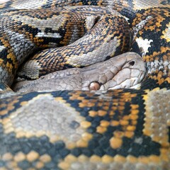close up of a python