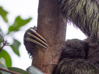 Sloth sleeping like usual