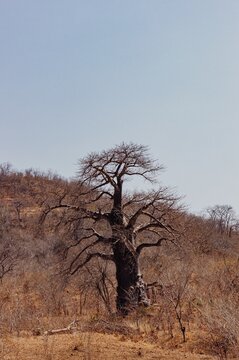 Baobab Tree in Zambia