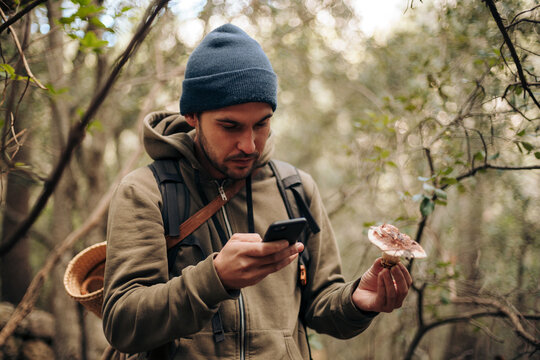 Identifying wild fungi