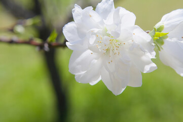 純白の桜をクローズアップ	