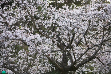 暗い背景の中の満開の桜	
