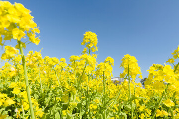 菜の花の近接撮影	