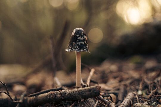 Wild inedible fungus in the forest