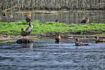 ducks on the lake