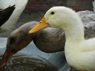 Patos
