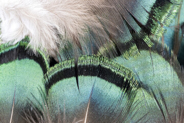 Green Feathers 