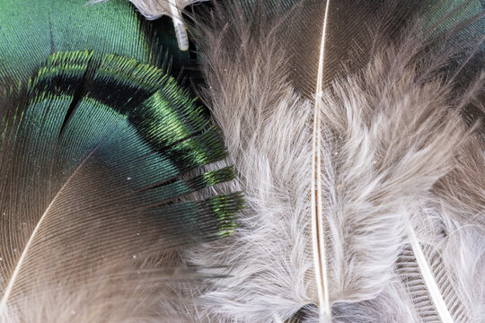 Green And Down Feathers  