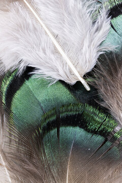 Green And Down Feathers From Above  