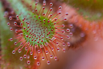 macro of a water drops on drosera, Carnivorous plants