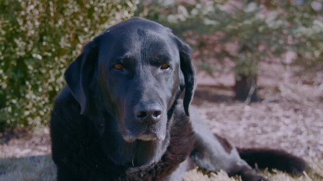 black labrador with golden eyes looks around nature