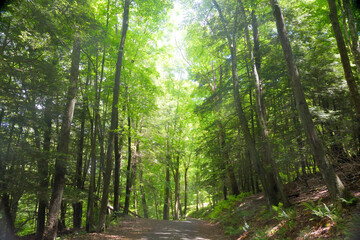 footpath in the woods