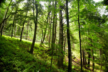 Obraz premium green forest in the morning