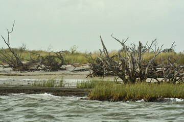 reeds in the water