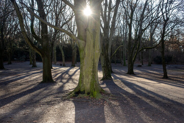 Trees without leaves in the park