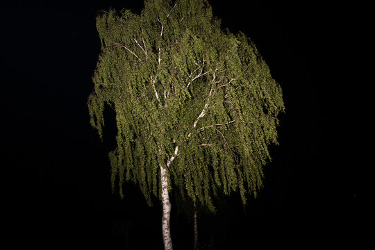 Illuminated tree at night