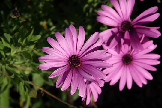 Close-up selective focus view of pink purple African Daisy Osteospermum blossoms