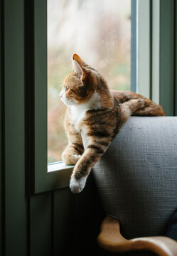 Calico tabby kitten looking out of a window