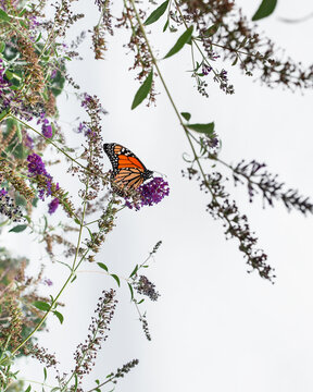 Monarch rests on a Butterfly Bush blossom
