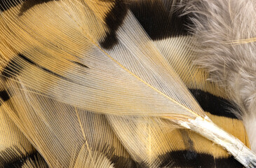 Striped Feathers In Beige And Brown Tones  