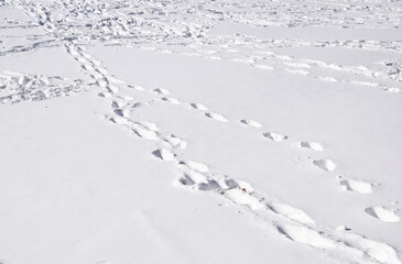 snow print texture