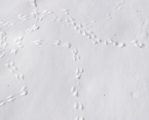 Birds print texture