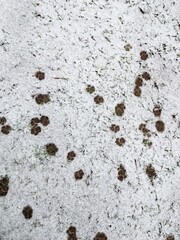 Cat print snow