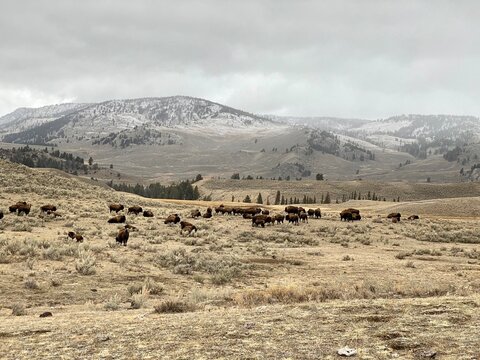 Bison herd in Lamar Valley, Yellowstone National Park, Wyoming 