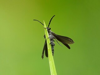 dragonfly on a leaf