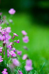 Wild flowers in the middle of the field with a lot of green grass bokeh
