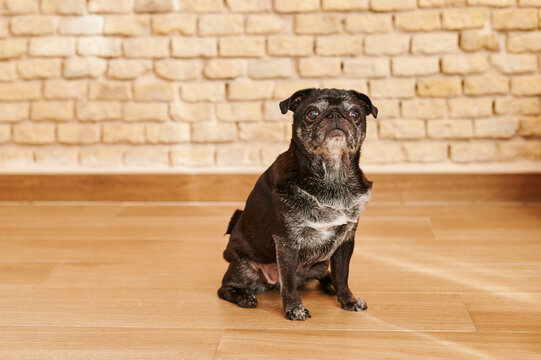 Cute pug sitting on a living room floor