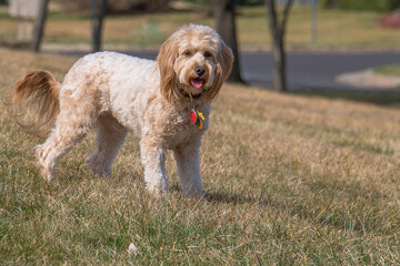 F1B mini goldendoodle female dog at the park - obrazy, fototapety, plakaty