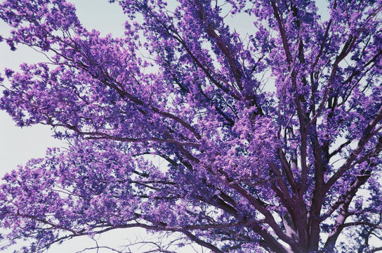 Fototapeta Infrared nature unreal pink oak spring tree landscape