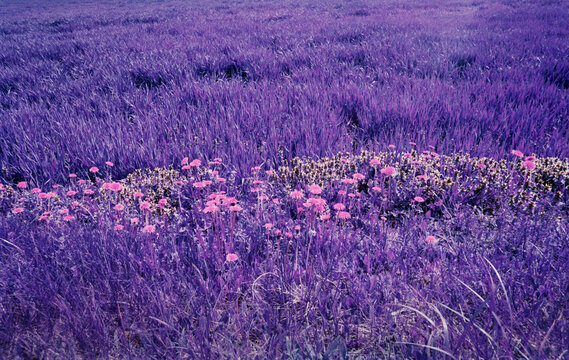 Infrared nature: violet unreal landscape spring flowers