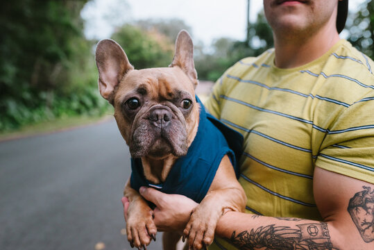 Cute French bulldog